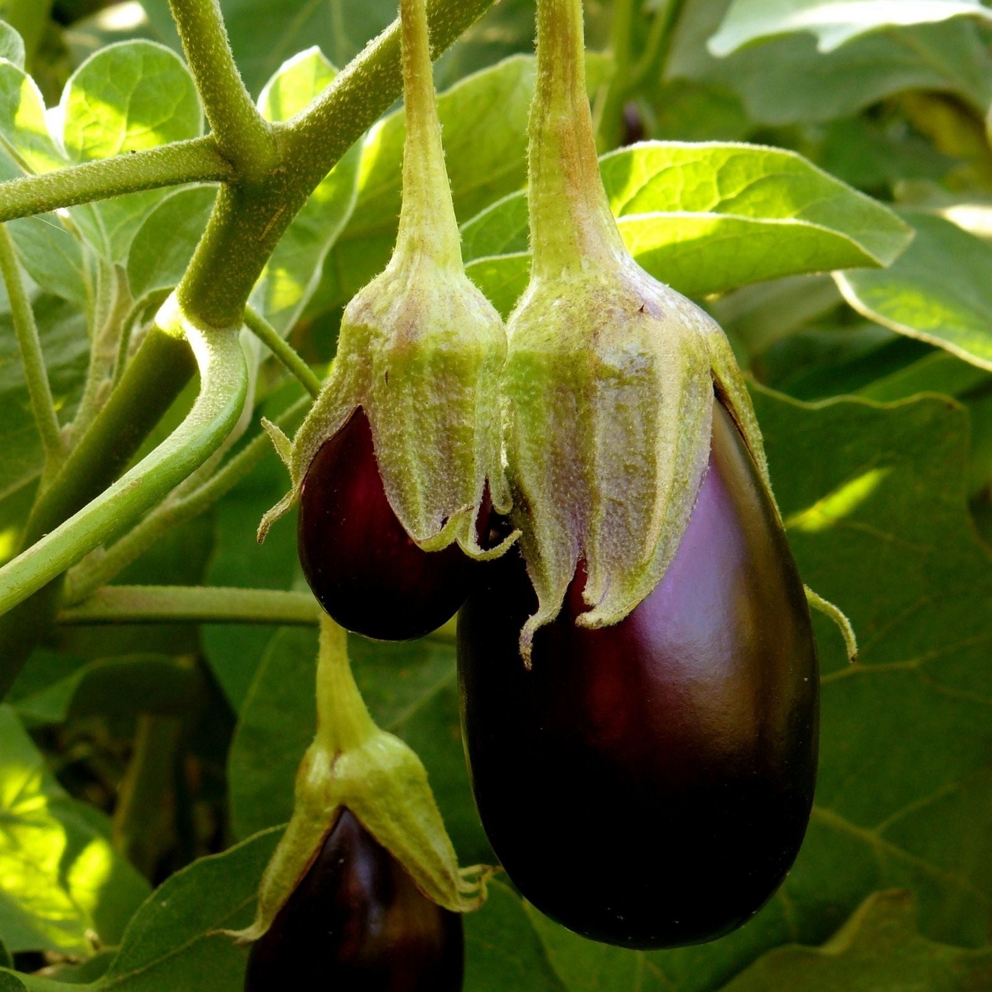 Eggplant Black Beauty Seeds – Heirloom, Large Glossy Purple, High Yield, Heat Tolerant, Garden & Container, Solanum melongena