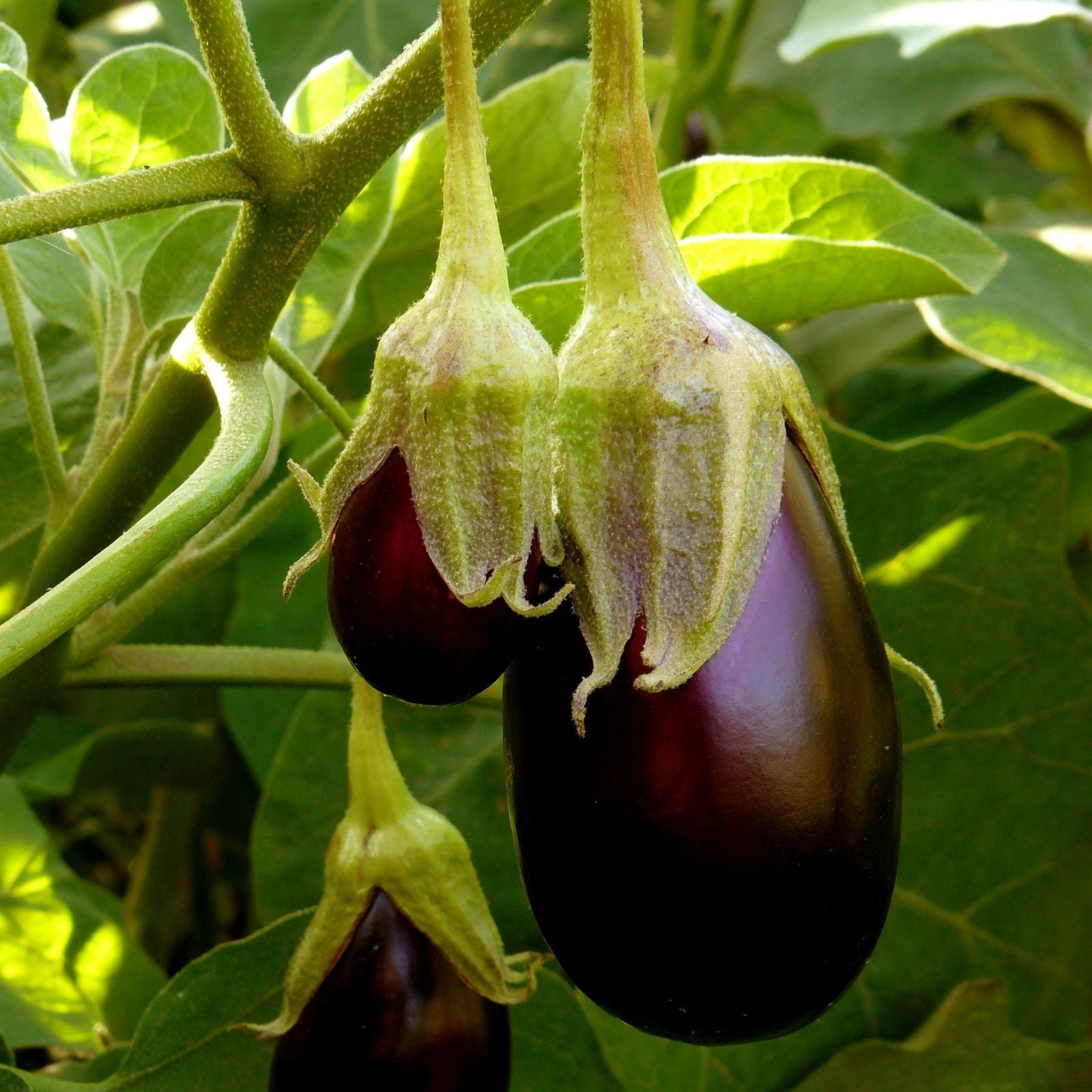 Eggplant Black Beauty Seeds – Heirloom, Large Glossy Purple, High Yield, Heat Tolerant, Garden & Container, Solanum melongena