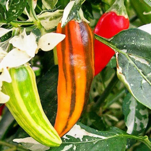 Fish Pepper Seeds - Heirloom Non-GMO Variegated Capsicum annuum for Spicy Seafood Dishes, USDA Zones 4-10
