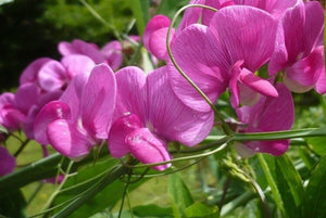 Royal Pink Sweet Pea Seeds – Fragrant Bright Pink Climbing Vines for Gardens & Bouquets – Lathyrus odoratus, 50+ Seeds
