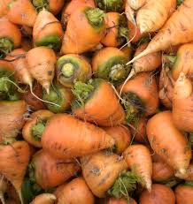 Oxheart Carrot Seeds – Heirloom Short, Thick Roots, Sweet Flavor, Daucus carota, Heavy Soil Tolerant, Compact, 200 Seeds