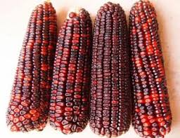 Corn Bloody Butcher Seeds 5g | Heirloom Red Dent Corn Zea mays | Non-GMO, Multi-Purpose, Hardy, Decorative & Food Use