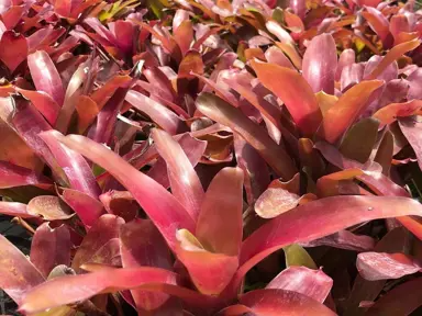 Neoregelia Bromeliad Super Fireball Cutting - 6" Red Serrate Foliage, Child-Safe Indoor Plant, Pet-Friendly Bromeliad, Ornamental Neoregelia