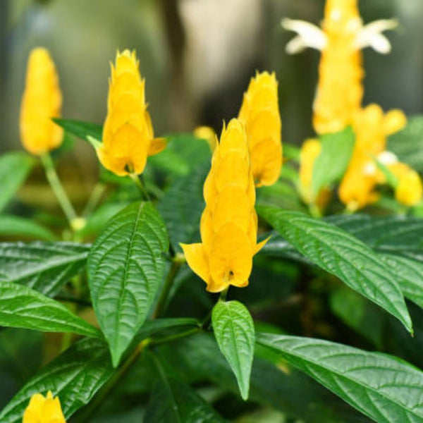 Golden Shrimp Plant Starter - Justicia brandegeana Pachystachys lutea Live Rooted Shrub Seedling Yellow Blooms