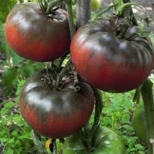Black from Tula Tomato Seeds – Heirloom Beefsteak, Solanum lycopersicum, High-Yielding, Slicing, Indeterminate, Dark Reddish-Brown