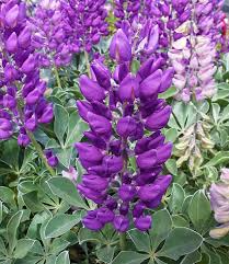 Lupinus ‘Cobb Mountain’ Seeds – 25+ Purple Lupine Flower Seeds for Garden, Pollinator, Cottage, and Wildflower Gardens