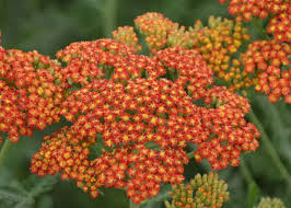 1500 Seeds Yarrow Sunset Mix Perennial Flowers Achillea millefolium Drought-Tolerant Pollinator-Friendly Garden Plants