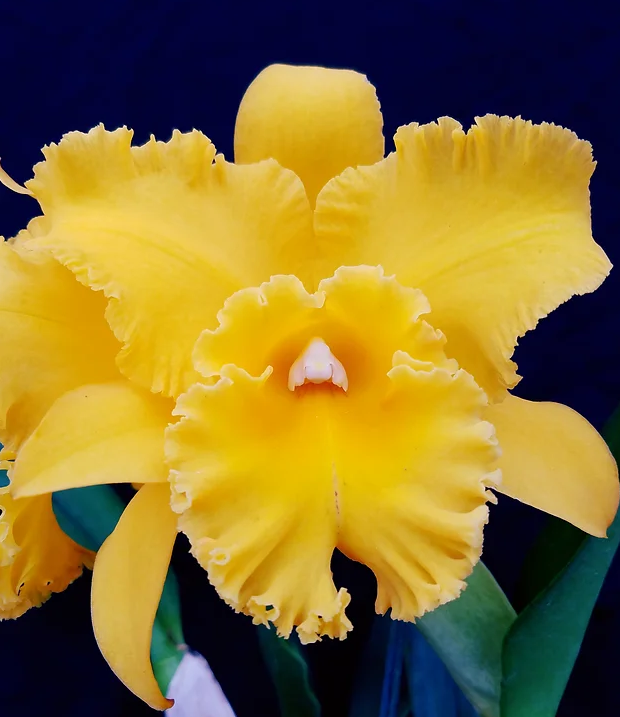 Tropical Cattleya Orchid Starter Plant in 3-Inch Pot | Rlc Lian Her Glory 'HER' x Village Chief Cunning | Yellow Blooms