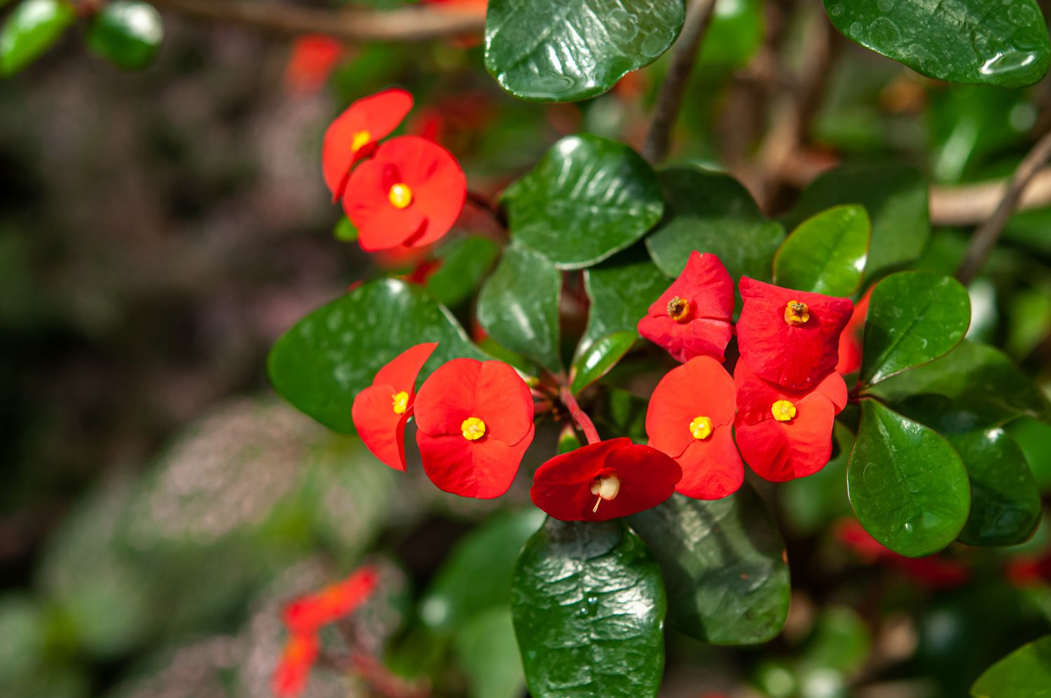 Red Crown of Thorns Cutting | Euphorbia Milii | Drought-Tolerant Tropical Succulent | Easy to Grow Plant