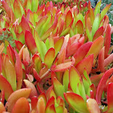 Crassula Capitella ‘Campfire’ Unrooted 2” Cuttings | Red-Tinged Succulent, Fast-Growing, Easy-Care, Trailing Plant