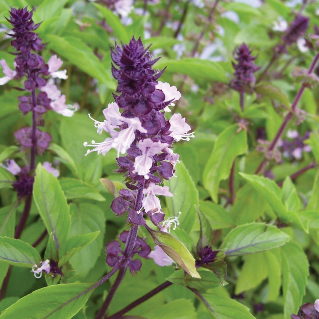 300 Seeds Cinnamon Basil Herb Seeds | Ocimum basilicum | Aromatic Spicy-Sweet Flavor