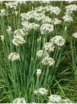 Fresh Garlic Chives Bare Roots Pack - Allium tuberosum Herb for Culinary & Garden Use