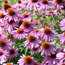 25 Seeds Purple Coneflower Echinacea purpurea Pollinator-Friendly Drought-Tolerant Perennial