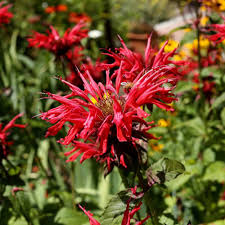 50 Bee Balm Scarlet Red Seeds | Monarda Didyma Perennial Hummingbird-Friendly Non-GMO Vibrant Red Blooms for Garden