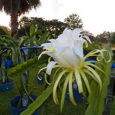 Rooted Cosmic Charlie Dragon Fruit Cuttings 4-8 Inches Variegated Hylocereus Undatus for Garden & Containers