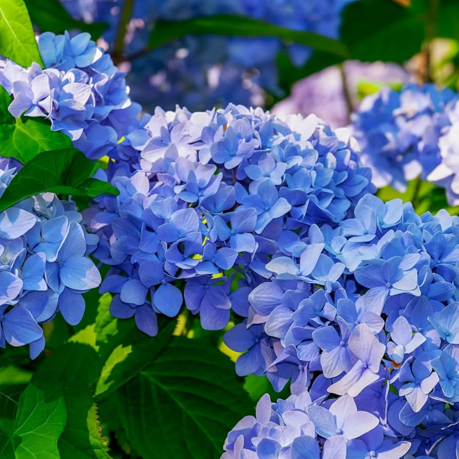 Blue Hydrangea Plant - 3-5" Fully Rooted Cutting - Hydrangea macrophylla - Color-Changing Blooms for Garden Display