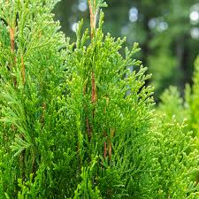 Arborvitae Emerald Green Shrub Cuttings – 10-15 cm, Fast-Growing Evergreen, Privacy Hedge, Thuja occidentalis, Fragrant Foliage