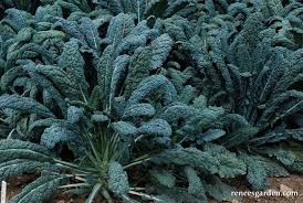 Kale Lacinato Seeds 1g Heirloom Dinosaur Kale Brassica oleracea var. palmifolia for Garden & Container