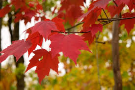 Red Maple Tree Seeds, Acer rubrum Northern, Cold Hardy Shade Tree with Red Fall Foliage, Native North America, Fast Growing