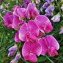 Ian Myers Sweet Pea Seeds – Deep Maroon Fragrant Climbing Vines for Trellises & Bouquets, Lathyrus odoratus, 50+ Seeds