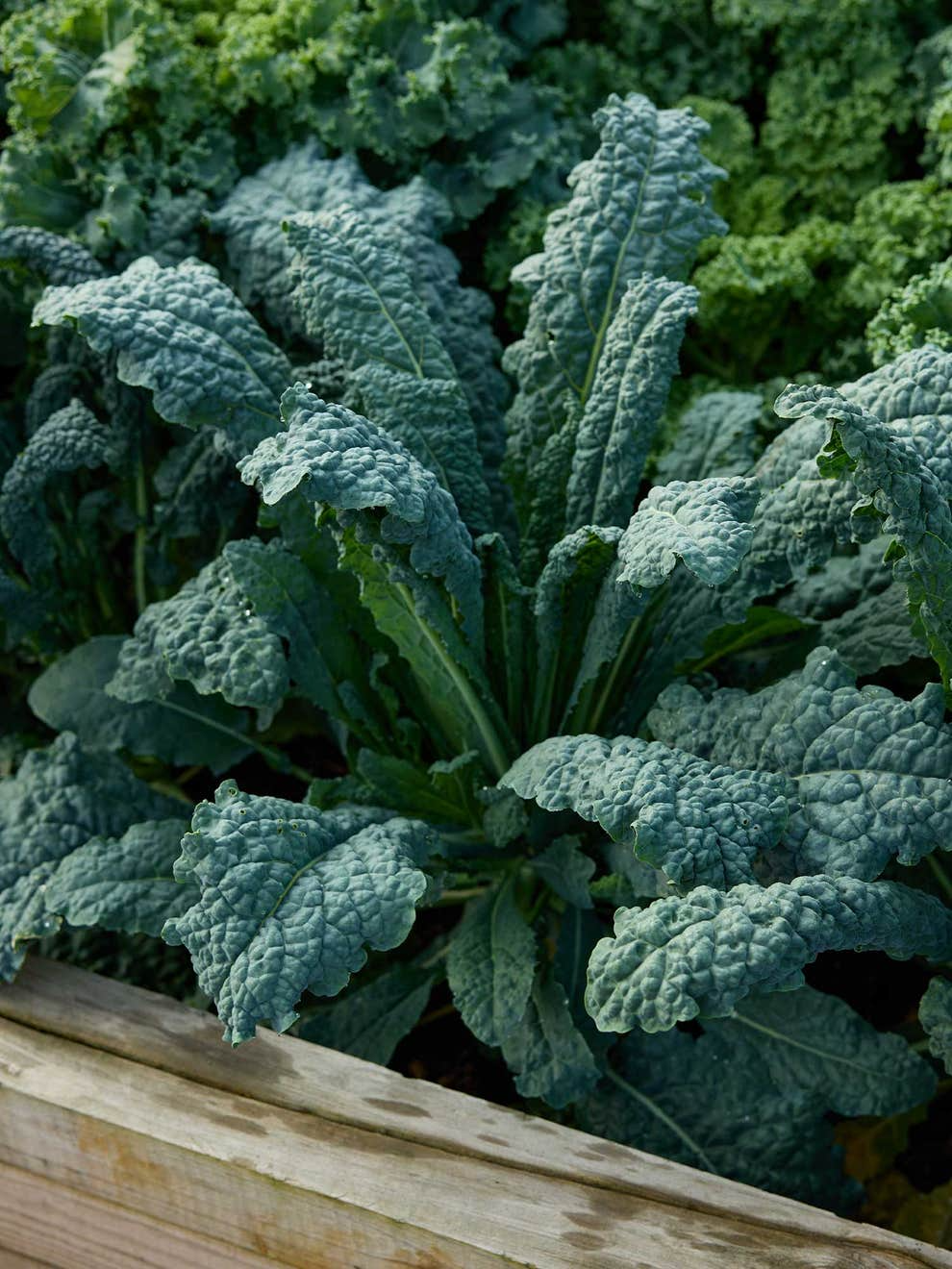 1000 Lacinato Kale Seeds Non-GMO Heirloom Dinosaur Kale Cold-Hardy Brassica oleracea var. palmifolia
