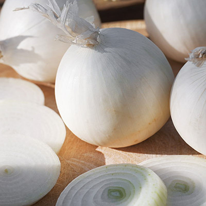 Onion Seeds Ringmaster Allium cepa Heirloom Variety for Planting, Sweet Mild Bulb, Perfect for Onion Rings & Cooking