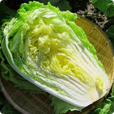 Chinese Cabbage Kogane Seeds | Brassica rapa var. pekinensis | Sweet, Crisp & Tender Napa for Spring & Fall Gardening