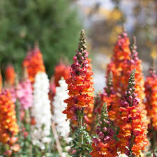 Candy Tops Mix Snapdragon Seeds (Antirrhinum majus) | 1000+ Seeds | Compact Vibrant Multi-Color Blooms for Garden & Containers