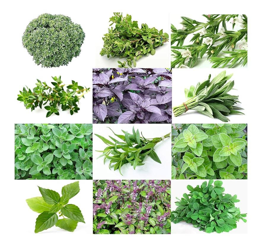 12 Herb Seeds Variety Pack - Heirloom Basil Thyme Parsley Sage Oregano Lavender Caraway Chives Summer Savory Cilantro Dill Arugula