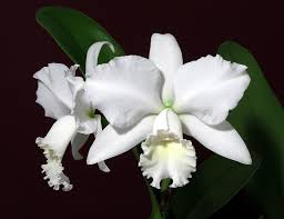 Cattleya Hawaiian Wedding Song 'Virgin' Orchid Starter Plant – White Fall Blooms, Tropical Indoor/Outdoor, Pet-Safe, Live Seedling