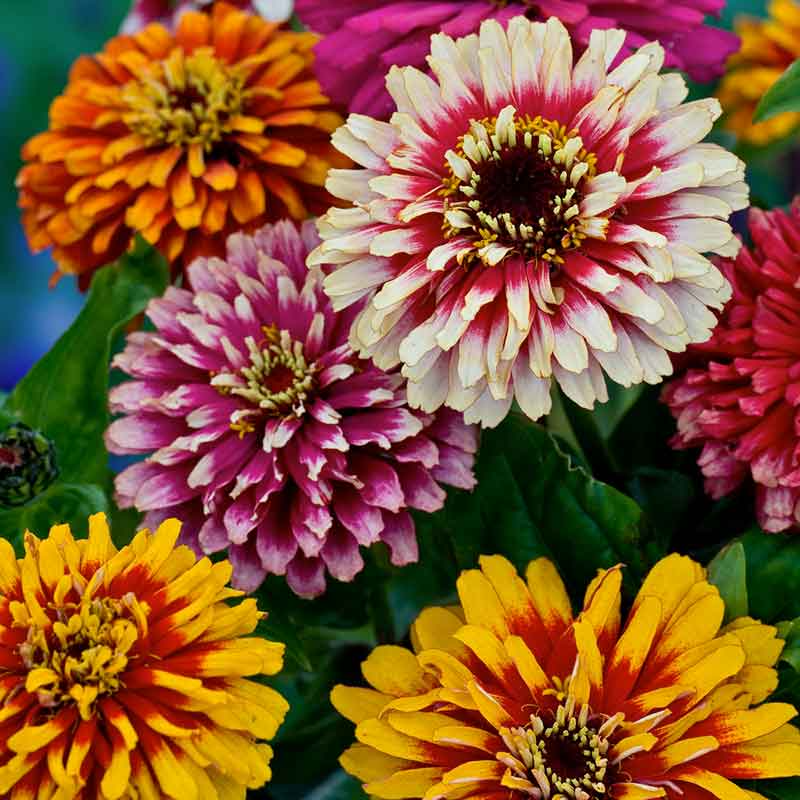 100+ Swirls Mixed Zinnia Seeds – Striped & Bi-Color Blooms for Garden, Borders, Pollinator Gardens – Zinnia elegans, USA