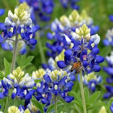 Texas Bluebonnet Seeds 1g Lupinus texensis Wildflower for Gardens & Meadows, Drought-Tolerant, Pollinator-Friendly