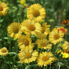 Yellow Blanket Flower Seeds, Gaillardia aristata 'Aurea Pura', Drought-Tolerant Perennial, Bright Yellow Blooms for Pollinators