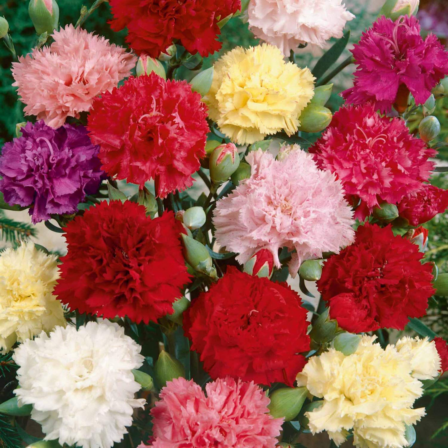 Chianti Mix Carnation Seeds – Ruffled Deep Red & Pink Blooms – Dianthus caryophyllus – Garden & Cut Flowers
