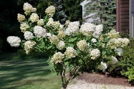 Live Pee Gee Hydrangea Cuttings - Unrooted Hydrangea paniculata 'Grandiflora' Clones for Propagation