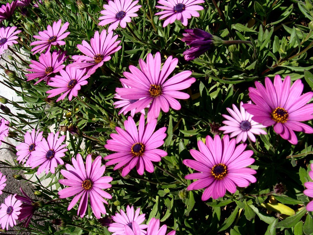 200+ Dark Purple Cape Daisy Seeds – Drought-Tolerant African Daisy Osteospermum ecklonis for Gardens, Borders & Containers