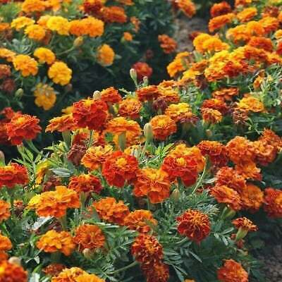 Sparky Mix Marigold Seeds | Non-GMO | Orange, Yellow, Red Double Blooms | Pest-Repellent Annuals | Tagetes erecta