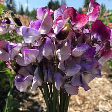 50+ Sweet Pea Seeds - Triple Bloom Climbing Vines with Fragrant Pink, Purple & White Flowers - Lathyrus odoratus