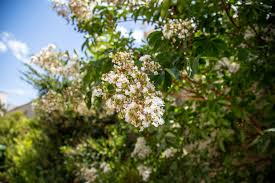 Fragrant Tea Olive Osmanthus Fragrans Live Cuttings – 8+ Inches, Aromatic Edible White Flowers, Evergreen, Fast-Growing, Deer-Resistant Plant