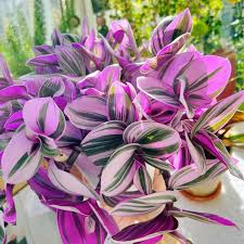 Unrooted Tradescantia Nanouk Cuttings – Pink, Purple & Green Variegated Houseplant Propagation, Easy Indoor Plant