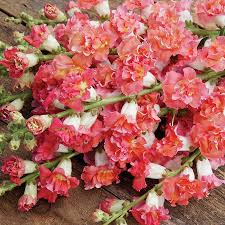 Antirrhinum majus Madame Butterfly Bronze White Snapdragon Seeds – Ruffled Blooms for Garden & Bouquets, Pollinator-Friendly, 1000+ Seeds