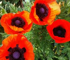 Oriental Poppy Seeds - 200 Perennial Flower Seeds Reddish-Orange Blooms, Zones 3-8, Full Sun, Low Maintenance, Papaver orientale
