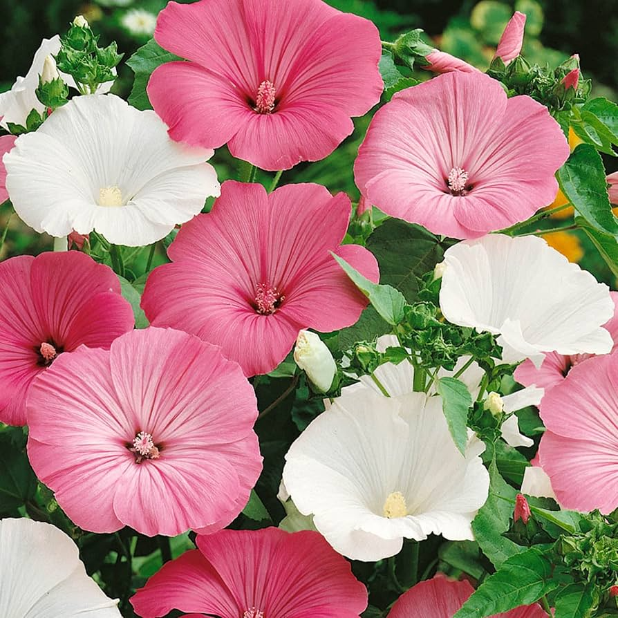 Dwarf Rose Mallow Mix Seeds, Hibiscus moscheutos, Compact Perennial with Vibrant White, Pink, Red Blooms for Small Gardens & Containers
