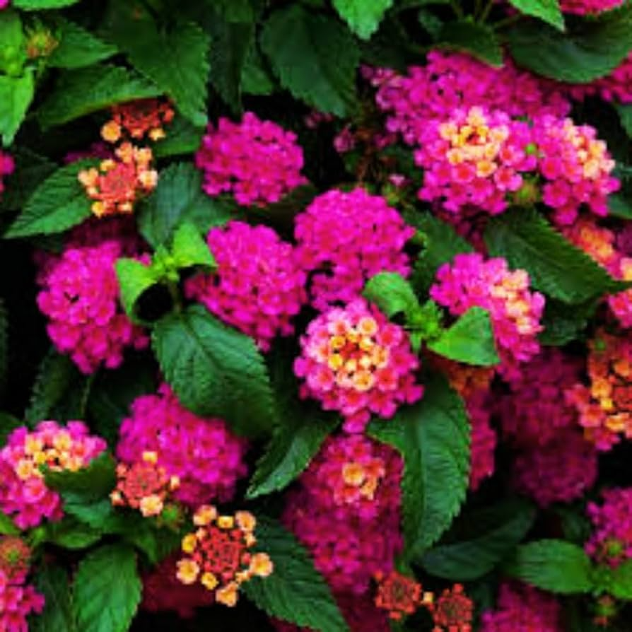 Lantana Bright Pink Live Rooted Starter Plant – Vibrant Pink Flowers, Full Sun, Low Maintenance, Pollinator-Friendly, 1"-4" Tall