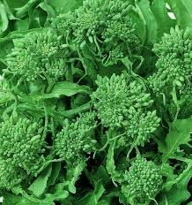 Broccoli Raab Seeds 500mg Heirloom Brassica rapa Spring Rapini Tender Greens & Edible Flower Buds