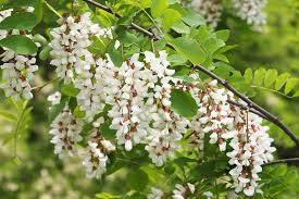 Flowering Black Locust Tree | Robinia pseudoacacia 'Allegheny' | Bare Root Starter Plant 1' Tall | Fast-Growing Shelterbelt & Landscaping Tree