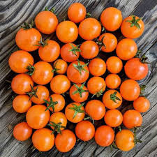 Orange Dream Micro Dwarf Tomato Seeds – Heirloom, Non-GMO, Compact, High-Yield, Solanum lycopersicum