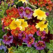 500 Seeds Painted Tongue SUPERBISSIMA Mix Heirloom Salpiglossis Non-GMO Vibrant Annual Flower