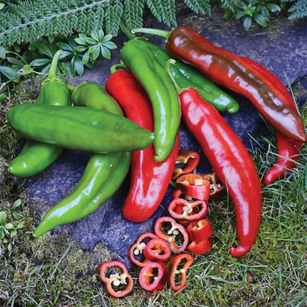 Anaheim Hot Pepper Seeds, Capsicum annuum, Mildly Spicy Long Peppers for Gardening & Culinary Use