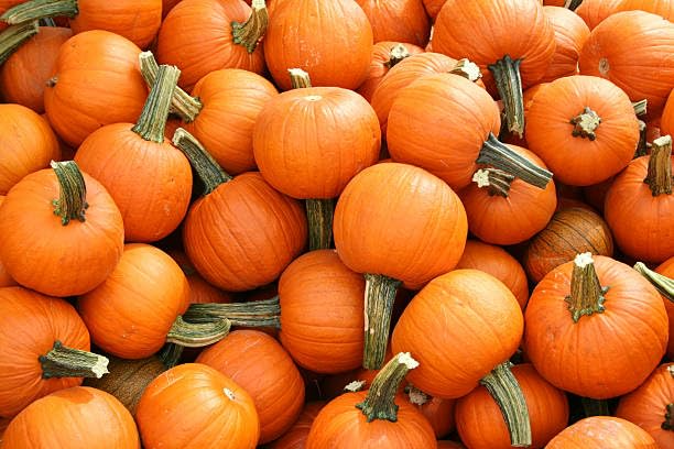 Miniature Pumpkin Seeds - Wee-B-Little, AAS Winner, Non-GMO, Heirloom, Fall Decor & Crafting, Cucurbita pepo